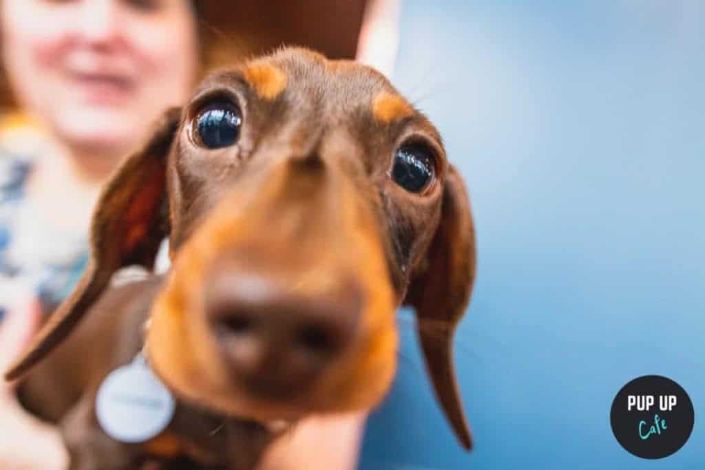pup-up dachshund cafe