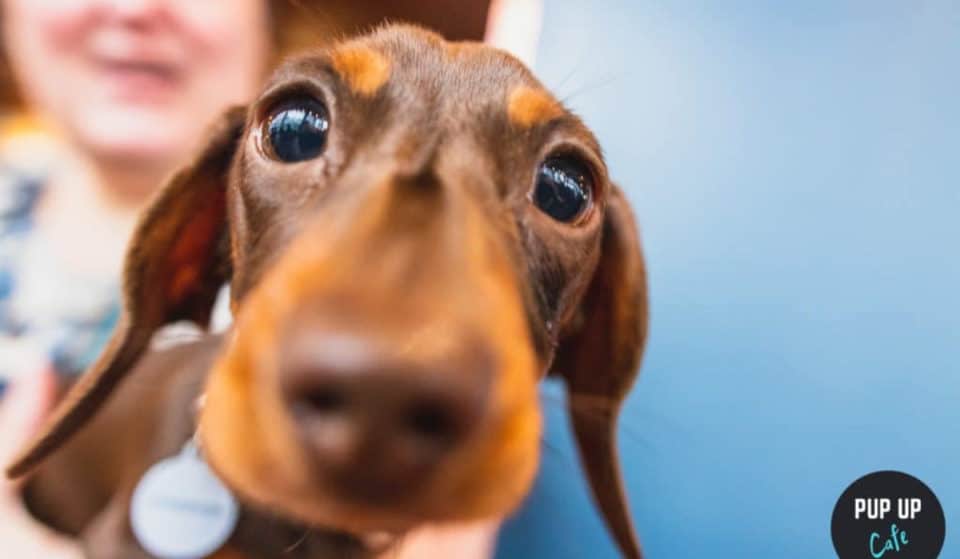 A Dachshund Pup-Up Cafe Is Coming Back To Glasgow, And It’s Too Cute