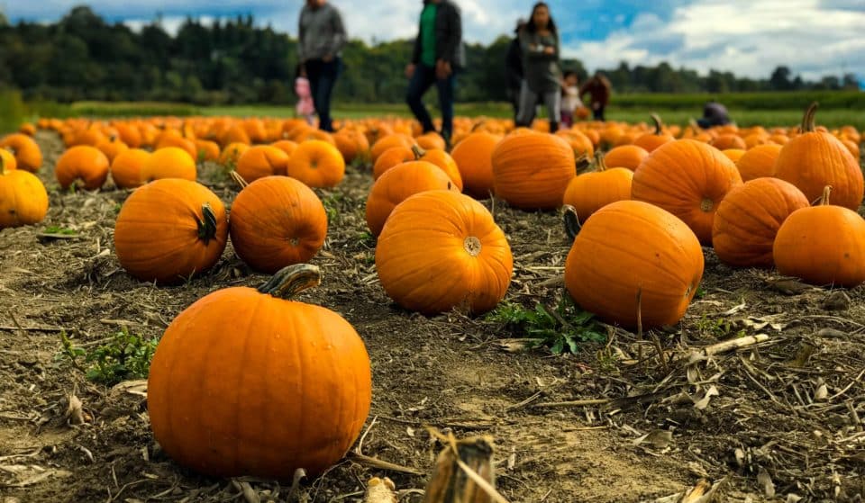 4 Pumpkin Patches Near Glasgow Where You Can Pick Your Own Pumpkins