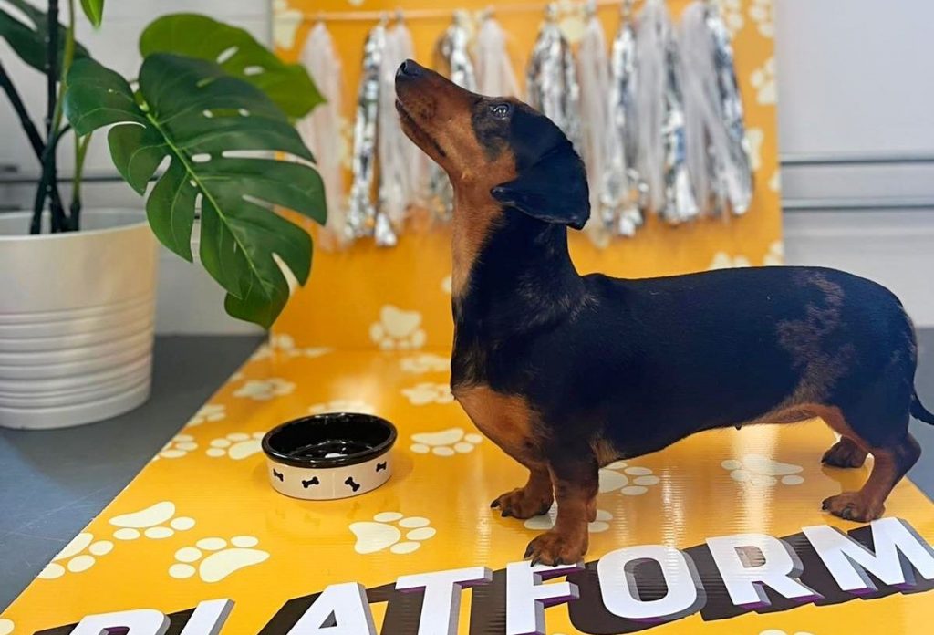 platform-for-pups-dachshund-dog-next-to-bowl