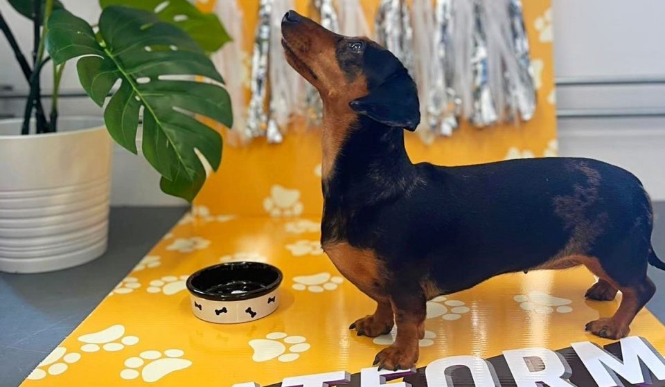A Pooch Paradise With Free Puppuccinos And A Puppy Selfie Station Has Popped Up At Platform