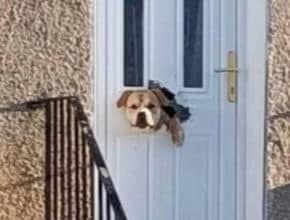 A Dog Who Chewed Through A Door And Tore Off A Letterbox In Fife Broke The Internet Today