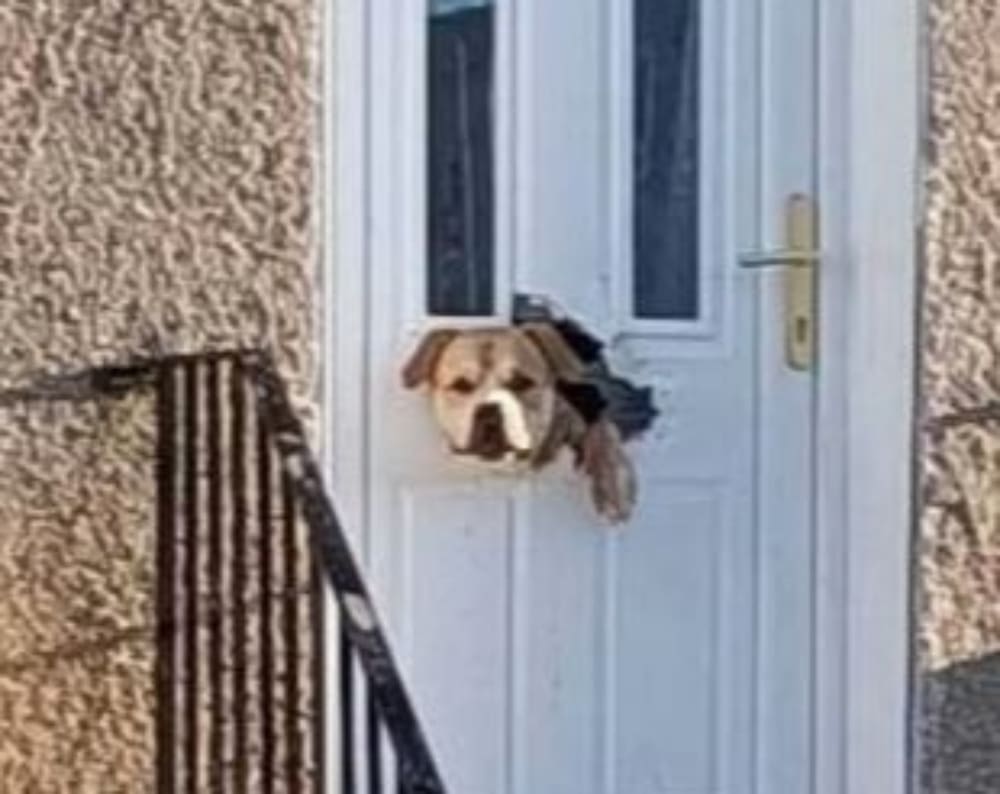 dog chewed through door letterbox fife