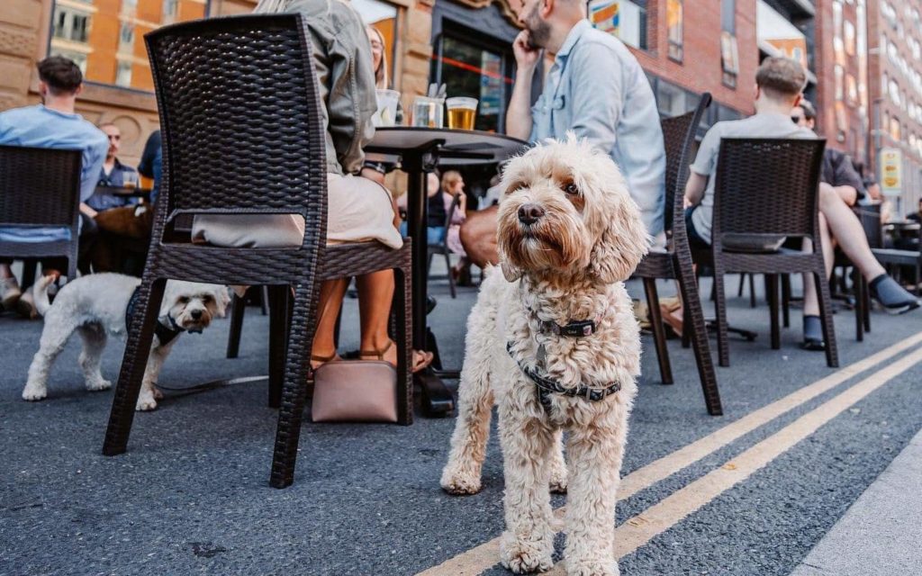 Glasgow Named As One Of The Top Cities In The UK For Dog-Friendly Venues
