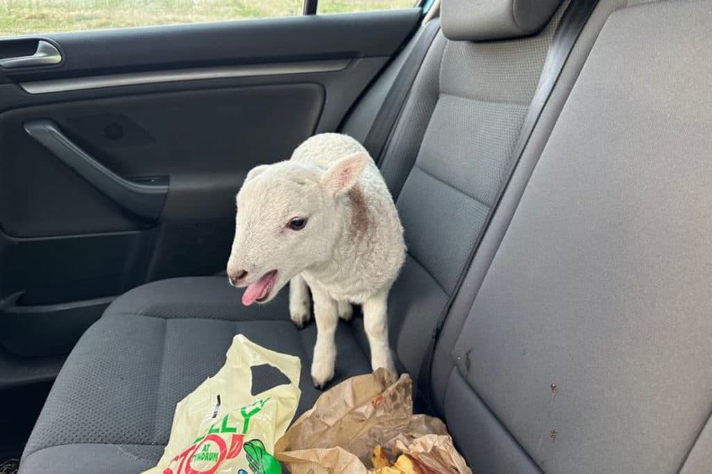 lamb in a car drugs police scotland