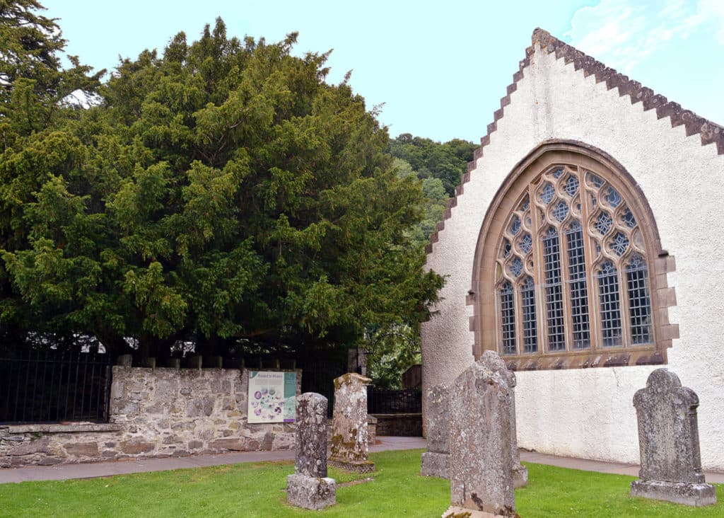 fortingall yew tree oldest tree in the uk europe