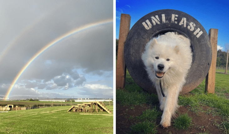 A Massive Dog Adventure Park Has Arrived In Glasgow This Week